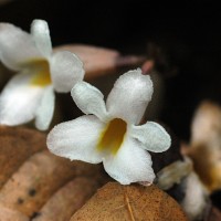 Gastrodia gunatillekeorum